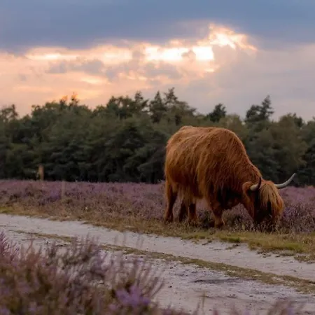 In 'boshuisje Dennenrust' Domek alpejski Hattemerbroek