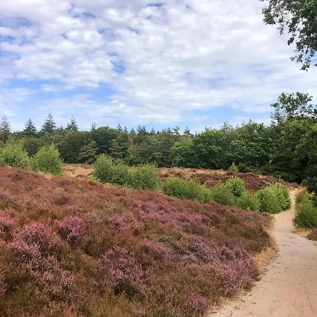In 'boshuisje Dennenrust' * Hattemerbroek