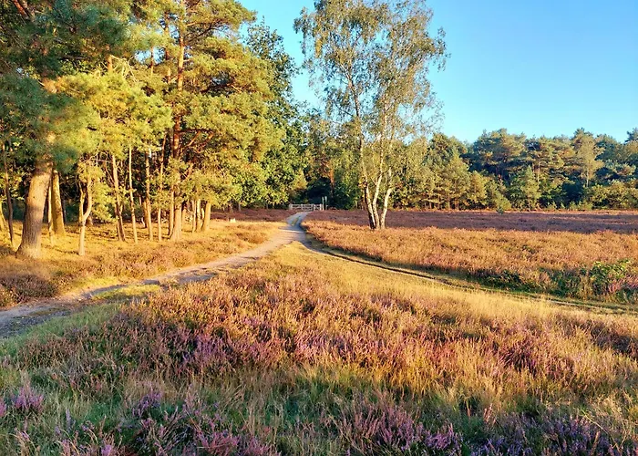 In 'boshuisje Dennenrust'